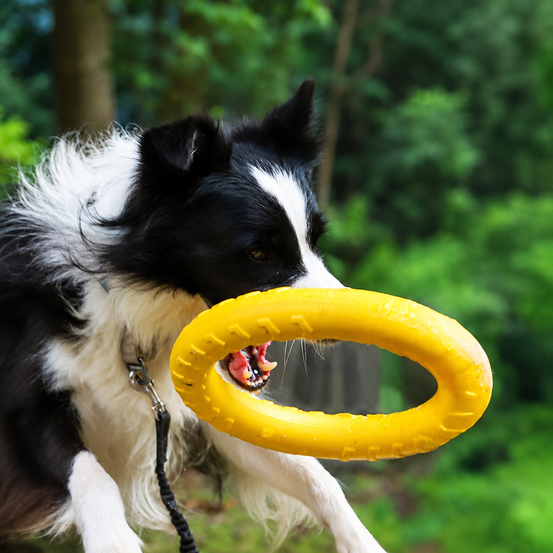Hundespielzeug Set – Robustes Kauspielzeug für Hunde mit Beißring, Kau Ring & Trainingsspielzeug aus EVA