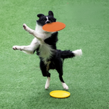 Hundefrisbee aus Gummi – Robustes Wurfspielzeug für Hunde zum Apportieren und Training