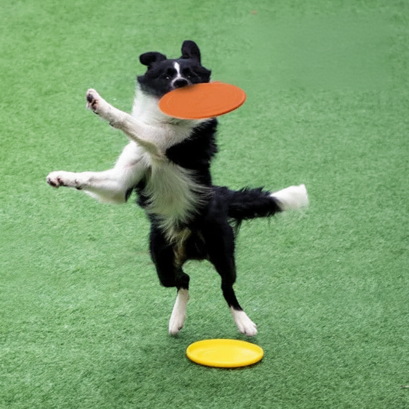 Hundefrisbee aus Gummi – Robustes Wurfspielzeug für Hunde zum Apportieren und Training