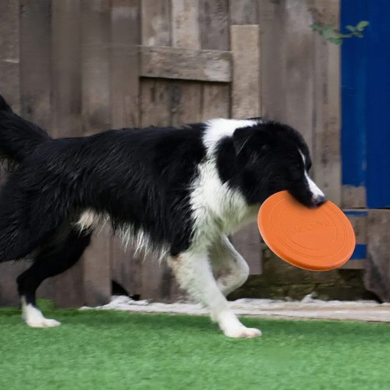 Hundefrisbee aus Gummi – Robustes Wurfspielzeug für Hunde zum Apportieren und Training